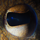Illustration for article titled The eyes of animals look a lot like alien worlds